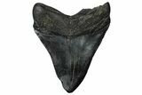Fossil Megalodon Tooth - South Carolina #360765-2